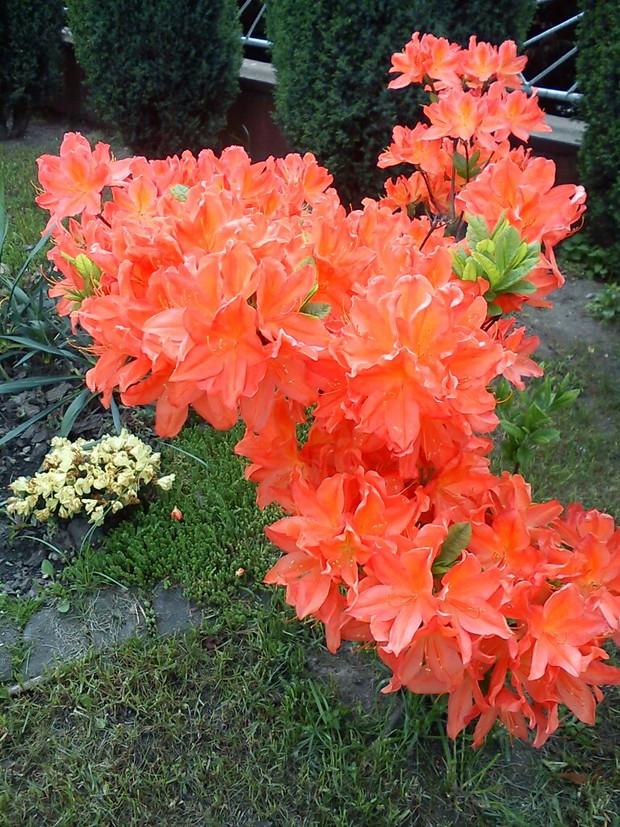 Pięknie wybarwiona azalia