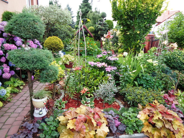 Piękno  żurawek otacza każdego dnia w każdym miejscu....