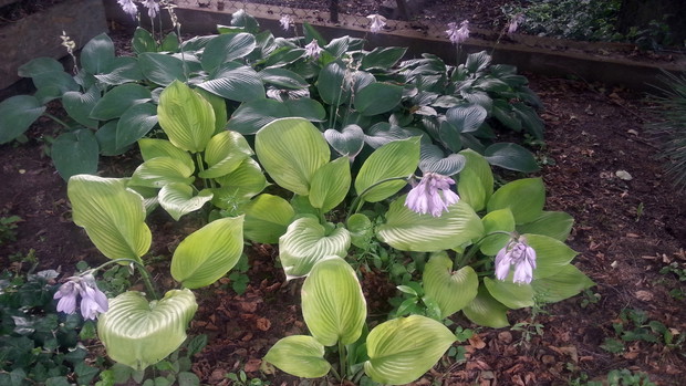 Początek ogrodu leśnego. Stanowisko pół cieniste i piękne funkie.