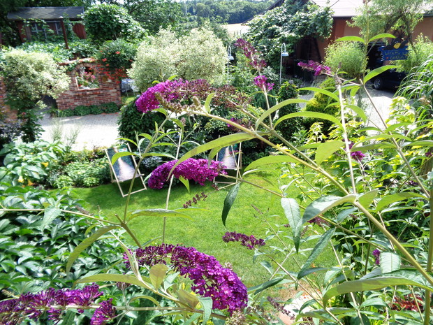 Poludniowa część ogrodu -  sloneczna dla budlei