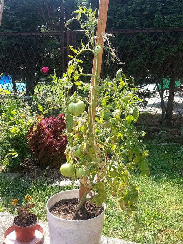 Pomidor malinowy 'Faworyt' uprawiany w donicy