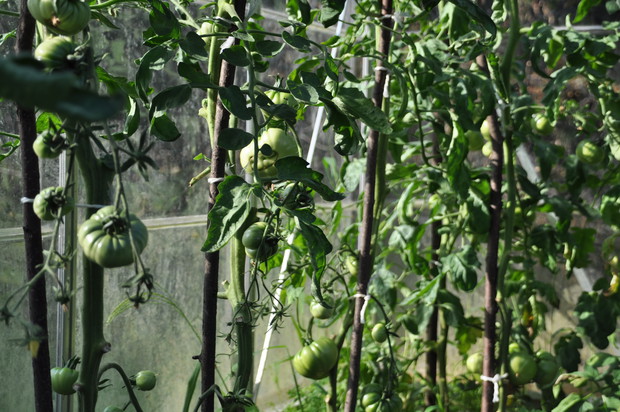 Pomidory w szklarni.