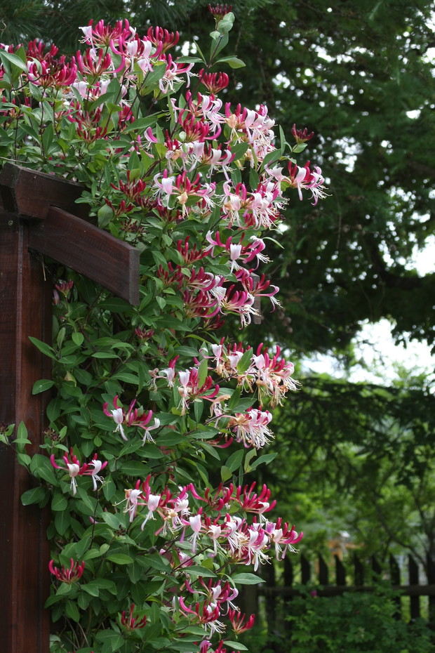 Pomorski akcent w pomorskim ogrodzie