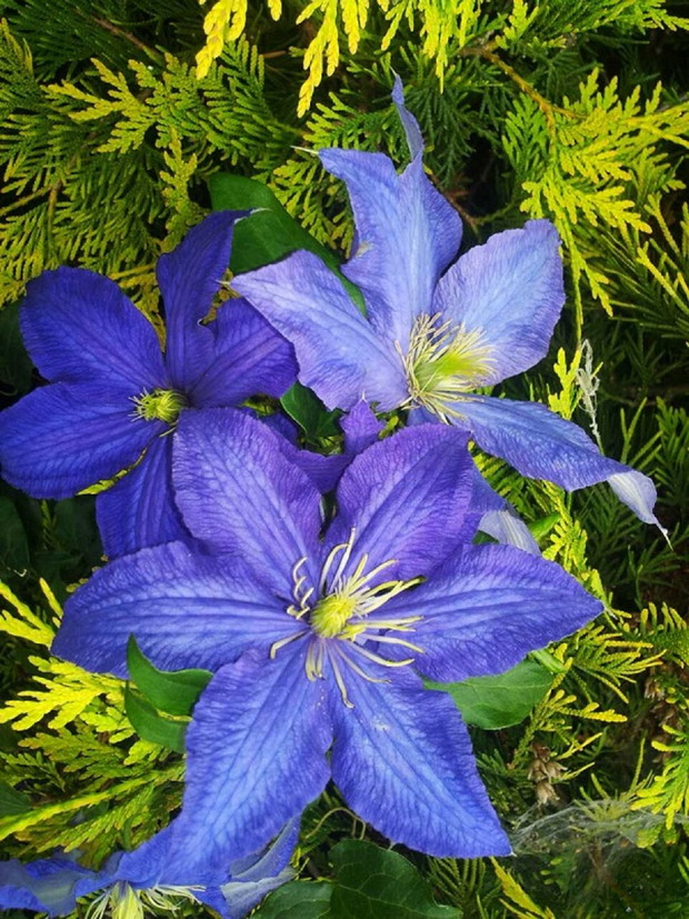 Powojnikowo cd. - Rhapsody