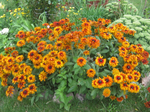 Przepiękne rudbekie z własnego wysiewu- kwitnienie drugi rok