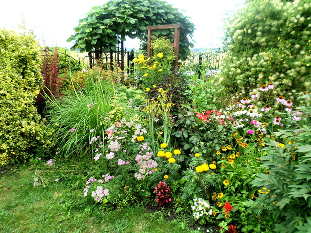 Rabata różności: w czerwcu zachwycają ostróżki, powojniki i trytoma, w lipcu krwawniki i jeżówki a pod koniec lata główną rolę odgrywają dalie. Na pergoli pnie się winorośl japońska.