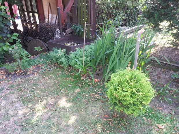 Rabata z mieczyków ogrodowych, lilii chińskich odsadzonych z cebulek powietrznych, cynobrówek, rozchodnika wyniosłego ( Sedum spectabile ) oraz bluszczyka kurdybanka.