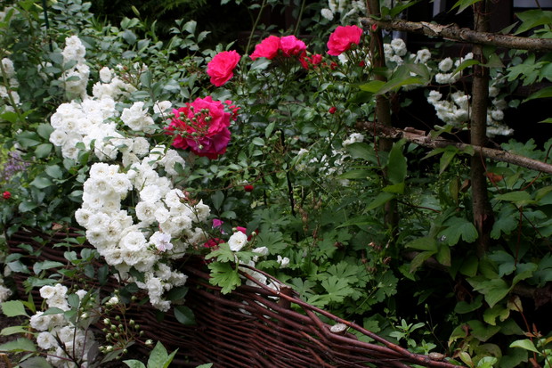 Rabatka patriotyczna