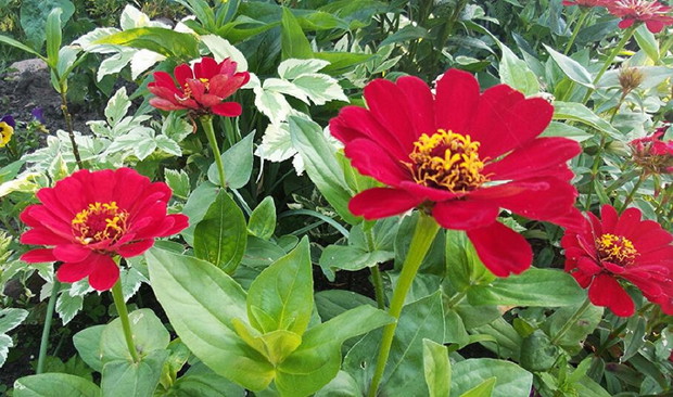 Rabaty w kolorze red