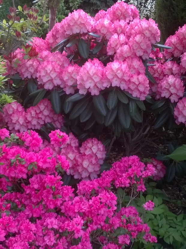 Rododendron i azalia