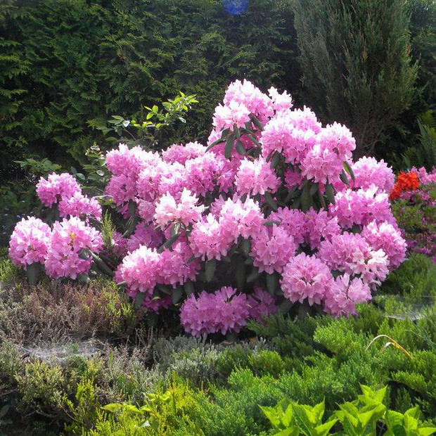 rododendrony