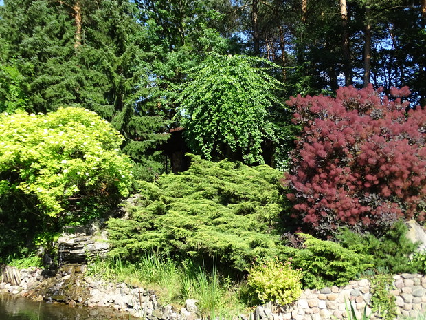 Rośliny o różnokolorowych liściach i fakturze