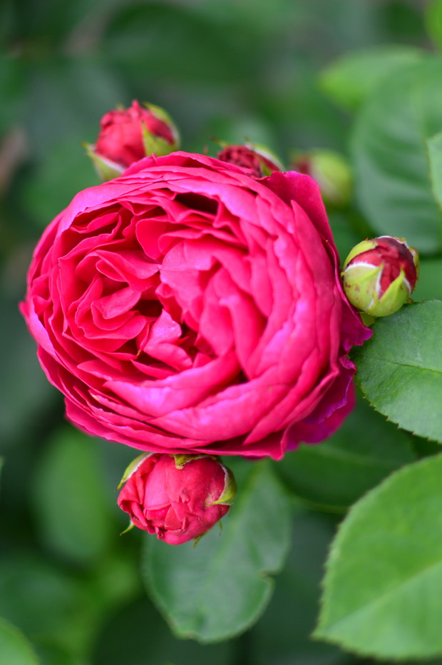 Róża Ascot tak mnie dziś powitała.