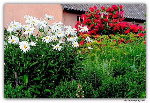 Róża pnąca , margarytki , koper,liatra ...