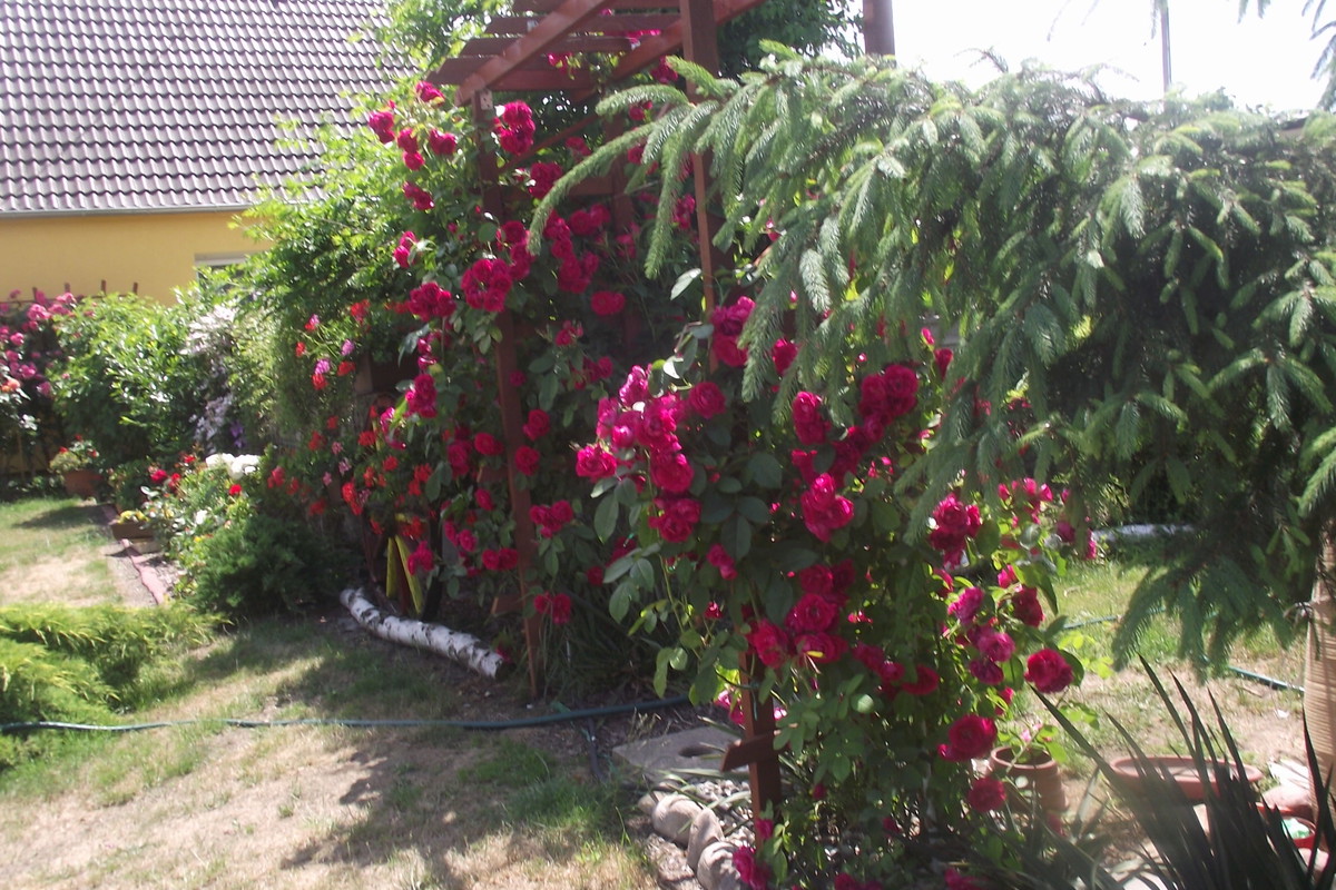 róża pnąca na pergoli