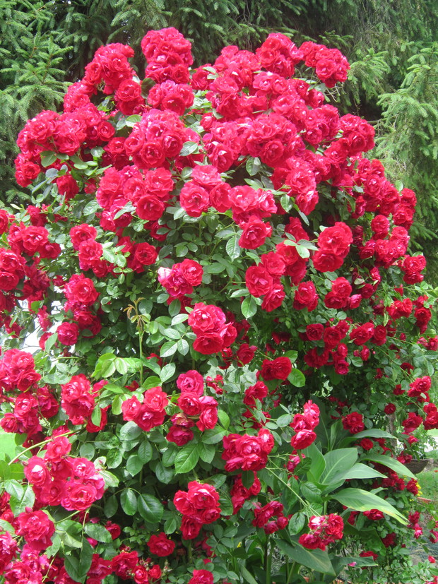 Różane szaleństwo