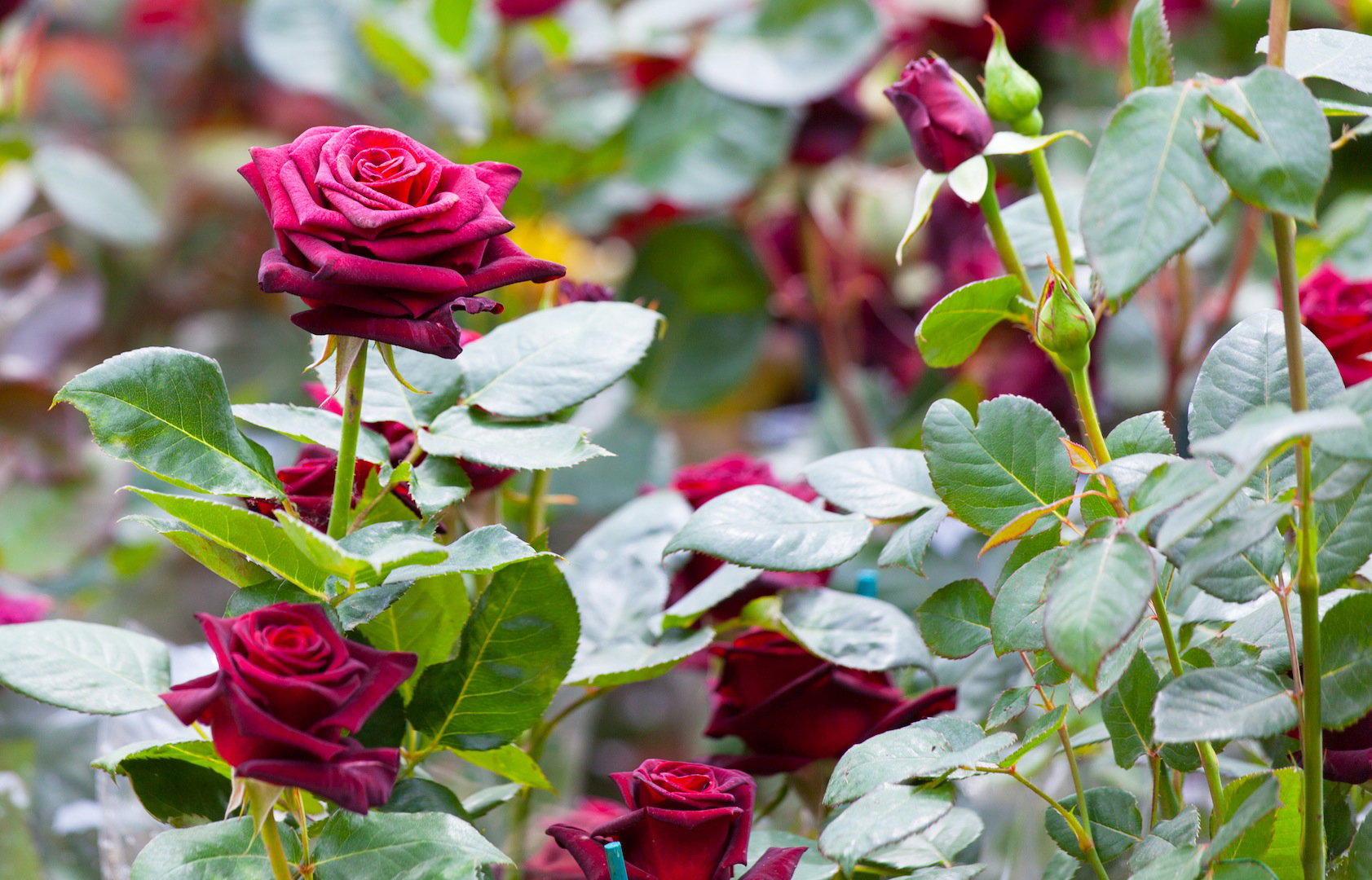 Róże są nieodłącznym elementem każdego ogrodu (zdj.: Fotolia.com)