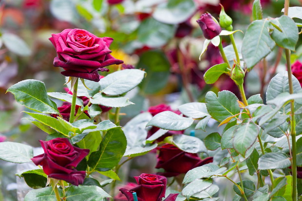 Róże są nieodłącznym elementem każdego ogrodu (zdj.: Fotolia.com)