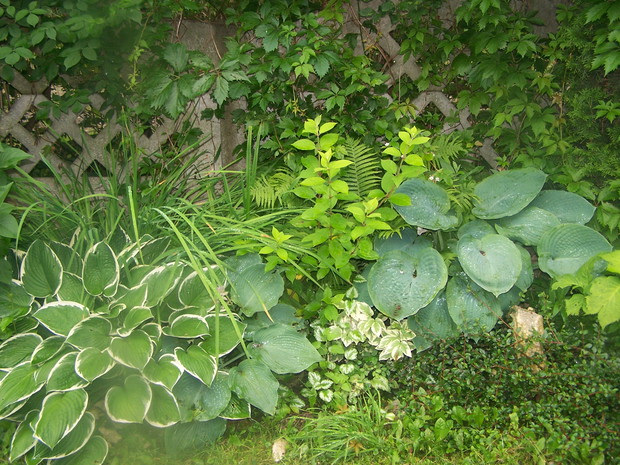 różne odmiany funkii i hortensja w cienistym zakątku
