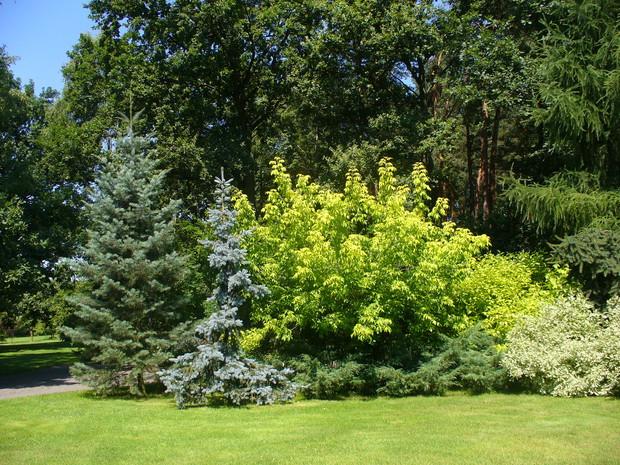 Różnokolorowe plamy roślin