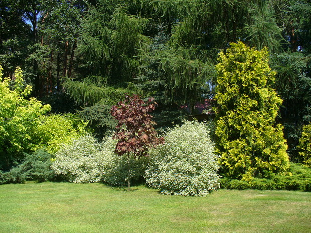 Różnokolorowe plamy roślin