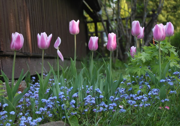 ..... - są to kwiatki z bajki