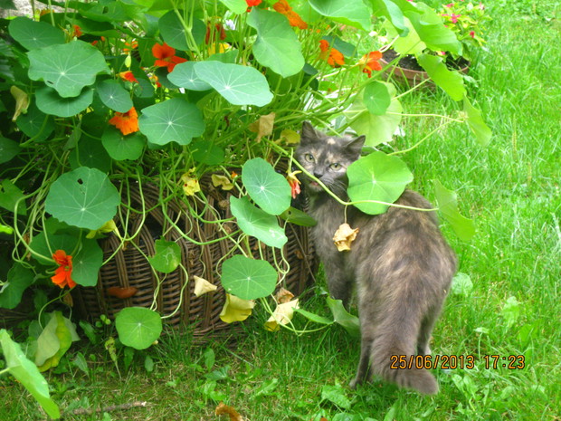 SĄSIAD ODWIEDZAJĄCY  NASZ OGRÓD