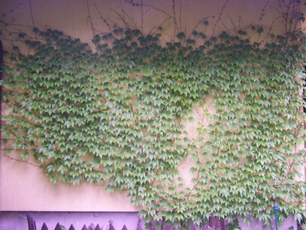 sciana opleciona winobluszczem prezentuje się szczególnie okazale na początku jesieni