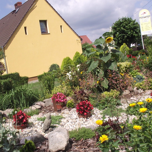 skalniak z słonecznikiem