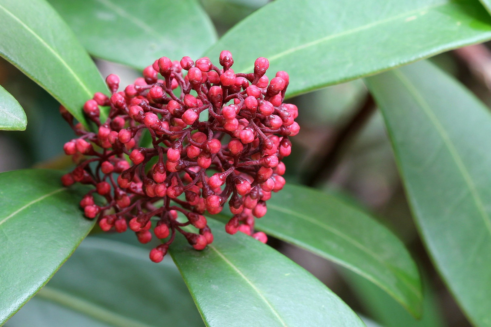 Skimmia jest wytrzymałym, interesującym krzewem, o ciekawym ukwieceniu (zdj.: Fotolia.com)