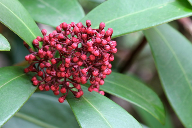 Skimmia jest wytrzymałym, interesującym krzewem, o ciekawym ukwieceniu (zdj.: Fotolia.com)