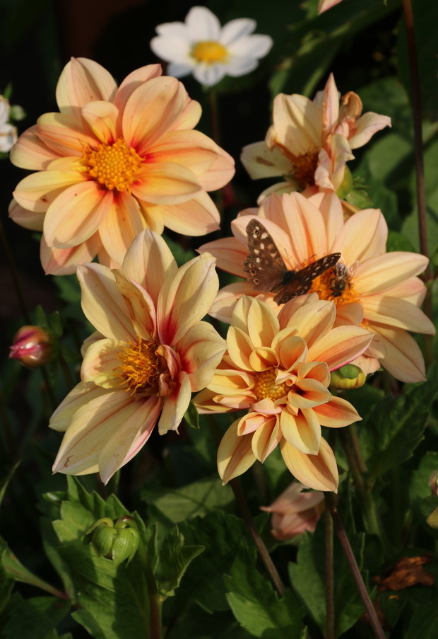 Skrzydlata ferajna cd