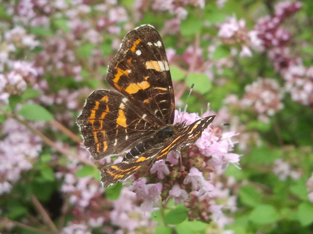 Skrzydlaty przyjaciel