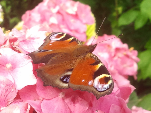 Skrzydlaty przyjaciel