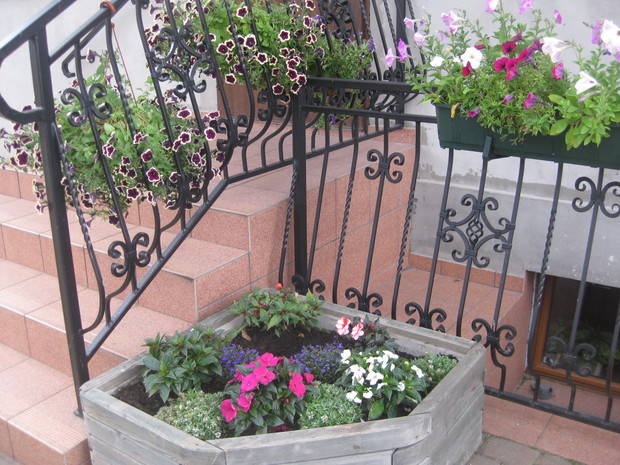 Ślicznie niecierpki 