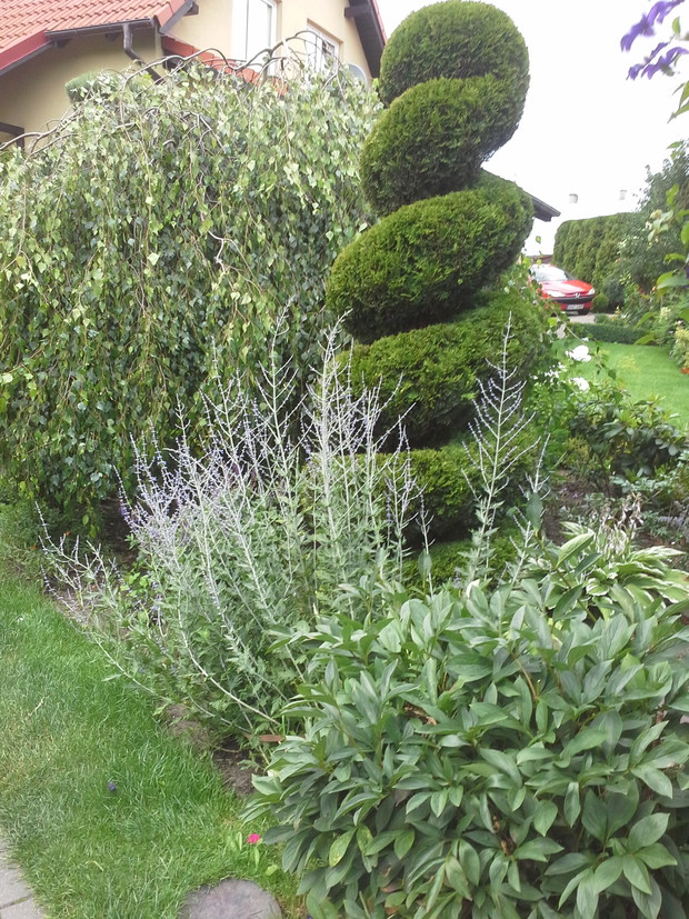 Slimak na tle zwisajacej brzozy