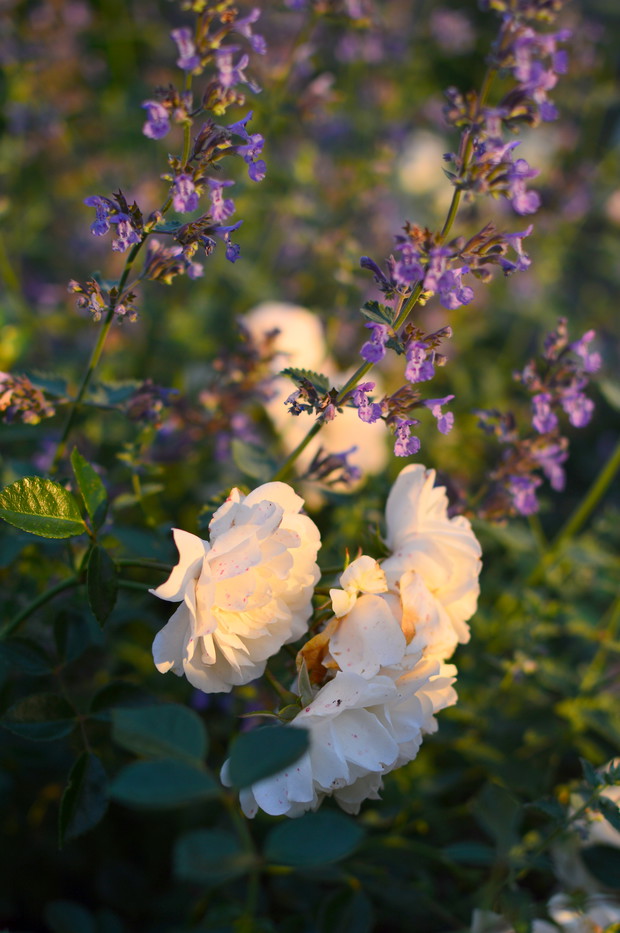 Słońce nisko... Pora nabierać sił na kolejny piękny dzień.