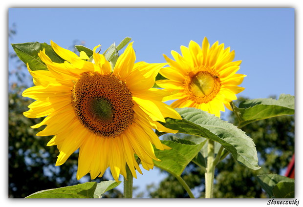 Słonecznik