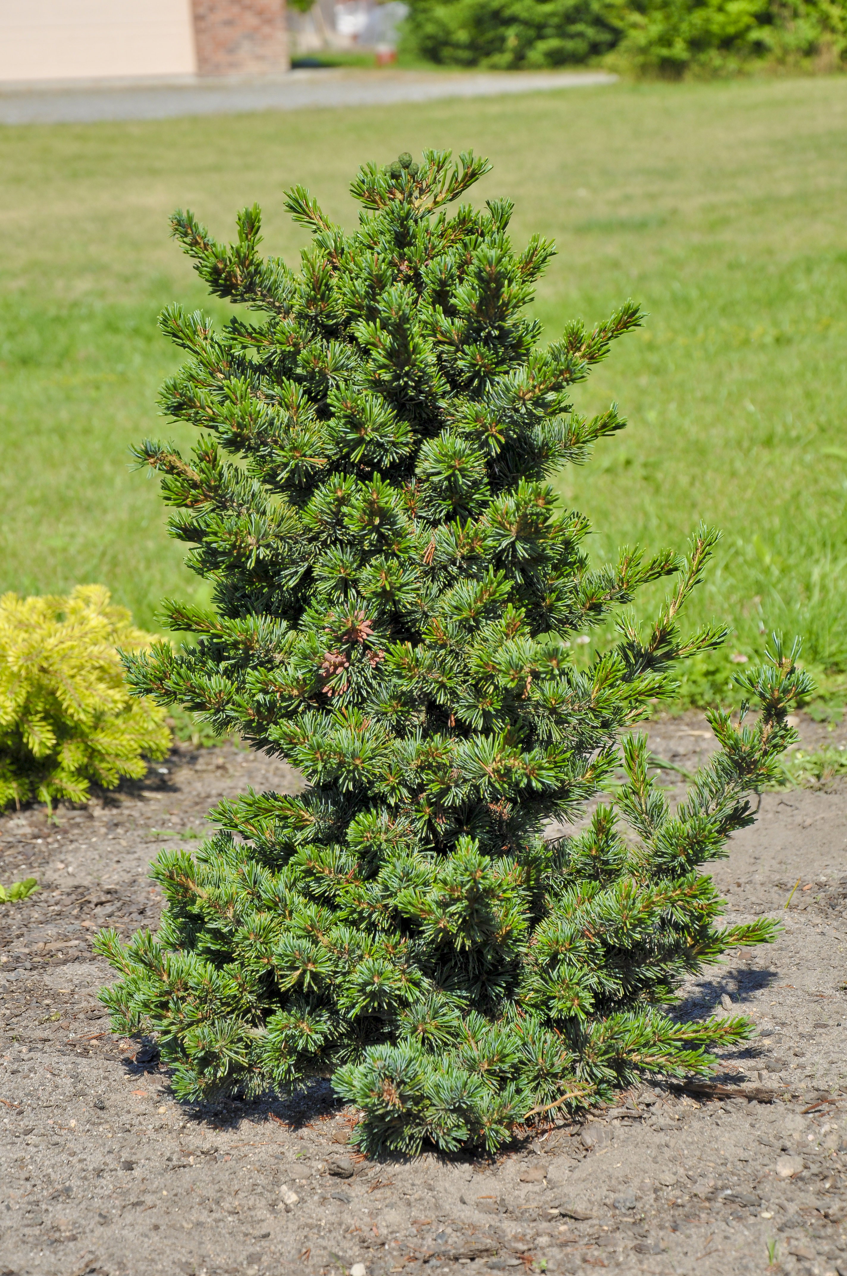 Sosna drobnokwiatowa