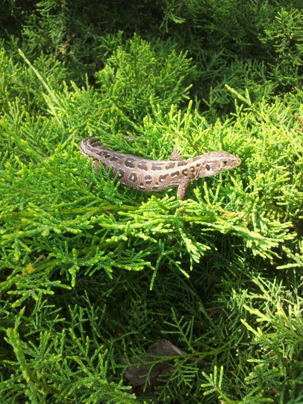 Stali ogrodowi bywalcy