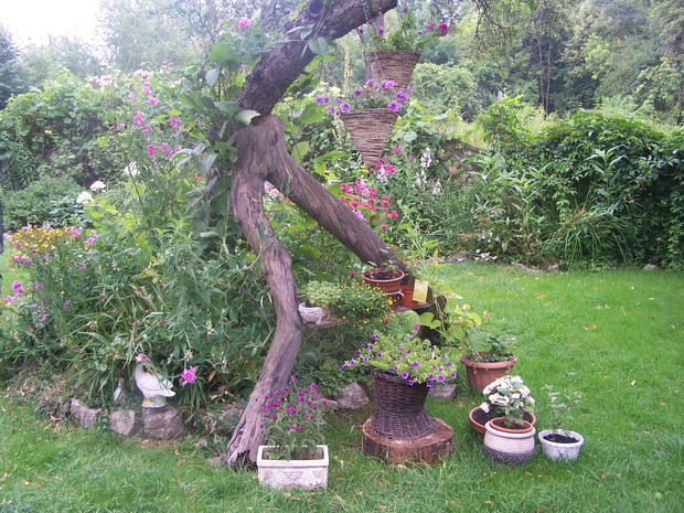 stara jabłoń podparta rozwidlonym konarem jest doskonała podpora dla róży pnącej i powojnika