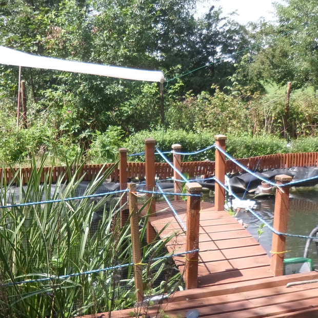 Staw rybny i w nim karpie wraz z roślinami wodnymi w tym lilie.