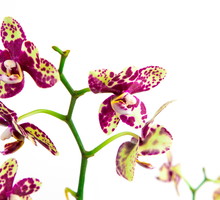 Storczyki - pomimo że znajdują się w wielu domach, nie są najłatwiejszymi w pielęgnacji roślinami i wymagają określonych warunków (zdj.: Fotolia.com)