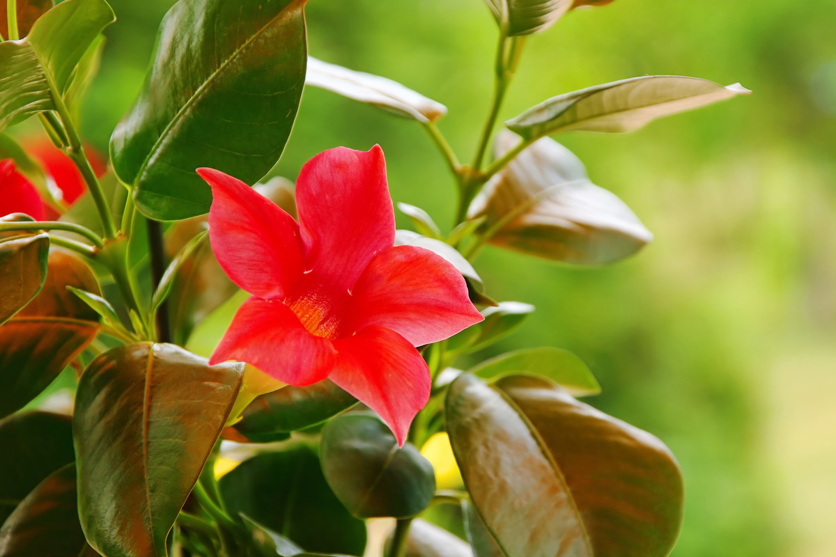 Sundavilla (zdj.: Fotolia.com)