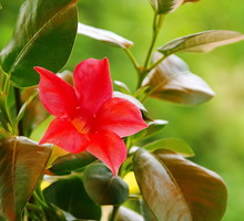 Sundavilla (zdj.: Fotolia.com)