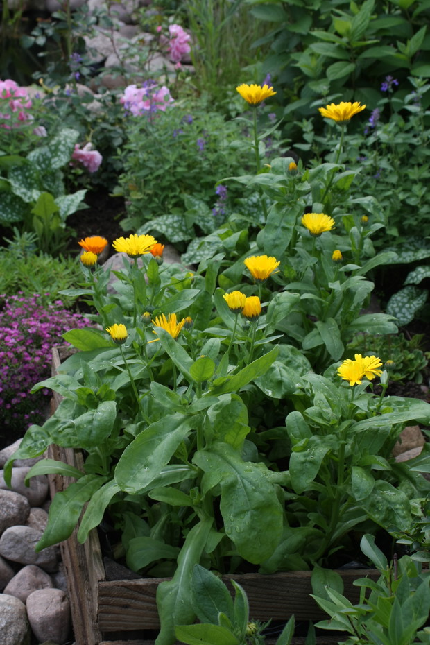 "Świeża dostawa" nagietków