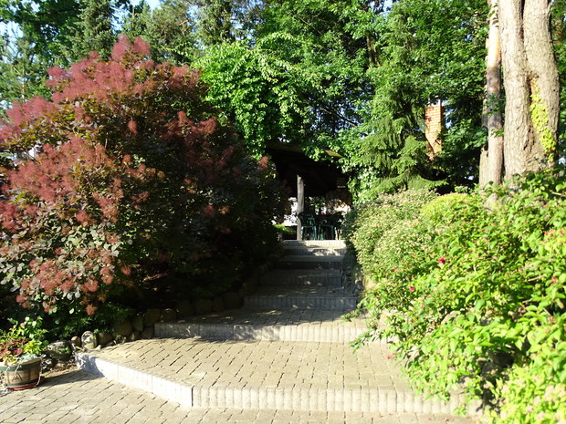 Tawuły, perukowce i bluszcz - droga prowadząca do grilla