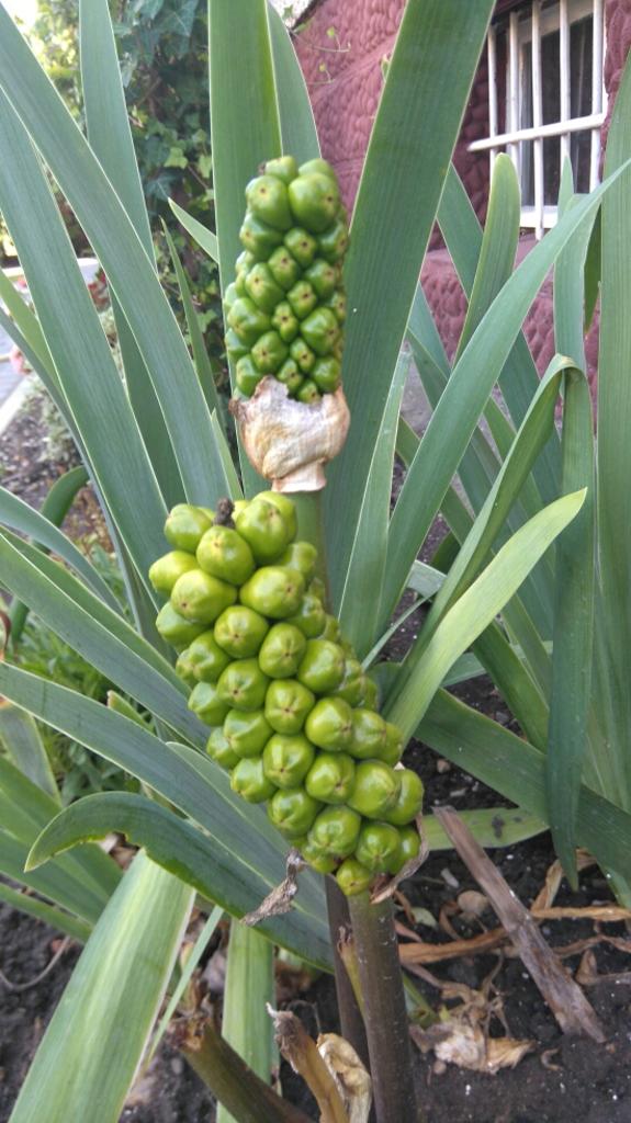 Teraz już piękna, a jeszcze ładniejsza jak się wybarwi