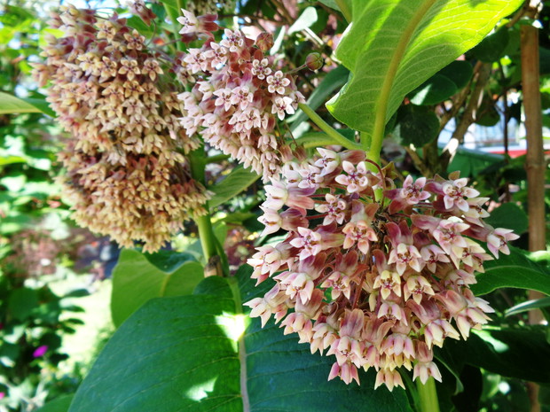 Trojeśc amerykańska