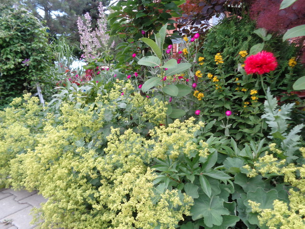 Udany mariaż na letniej rabacie z przywrotnika, firletki, tojeści i szałwi.